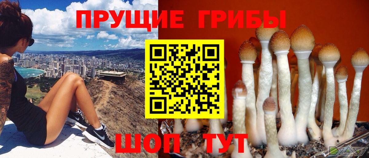 Псилоцибиновые грибы Cubensis  Вход с VPN  Новотроицк  Галлюциногенные грибы мицелий 